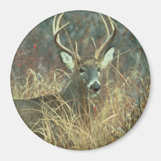 Dear / Buck / White-tailed Deer Magnet