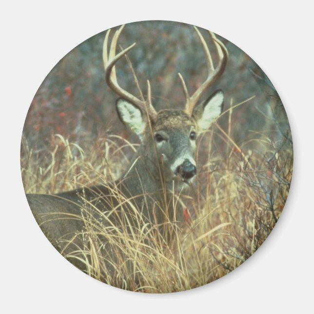 Dear / Buck / White-tailed Deer Magnet (Front)