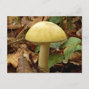 Deathcap Mushroom Postcard