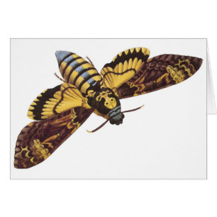 Death's Head Hawk Moth