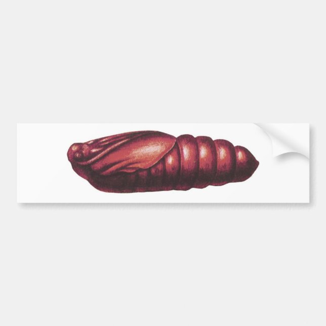 Death's Head Hawk Moth Bumper Sticker (Front)