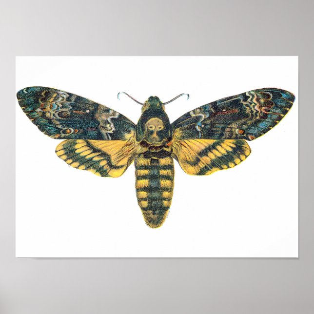Death's Head Hawk Moth, Large Moth, Moth Print (Front)