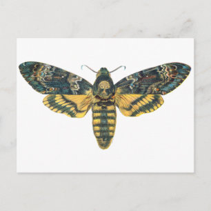 Death's Head Hawk Moth, Large Moth, Moth Print Postcard
