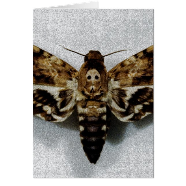 Death's Head Hawkmoth Acherontia Lachesis (Front)