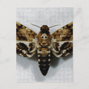 Death's Head Hawkmoth Acherontia Lachesis Postcard