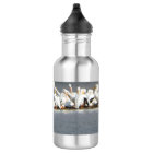 Bouteille d'eau, troupeau des pélicans