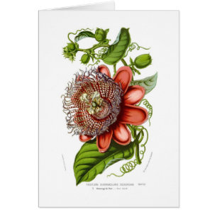 Decaisneana de quadrangularis de passiflore