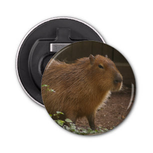 Décapsuleur Capybara