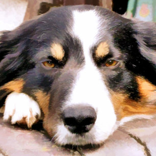 DÉCAPSULEUR COLLIE FRONTALIÈRE