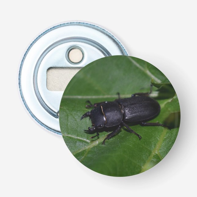 Décapsuleur Dorcus parallelipipedus, le moindre dendroctone du (Devant)