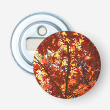 Érable Japonais au Soleil