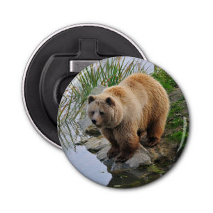 Décapsuleur Grizzly Oear Wildlife Animal Photographie