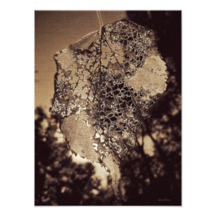 Decaying Leaf Photo Print