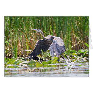 Décollage de Great Blue Heron