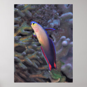 Decorated Dartfish Portrait Poster