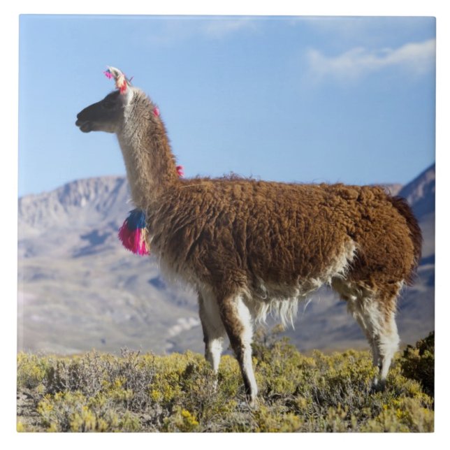 Decorated lama herd in the Puna, Andes mountains 2 Tile (Front)