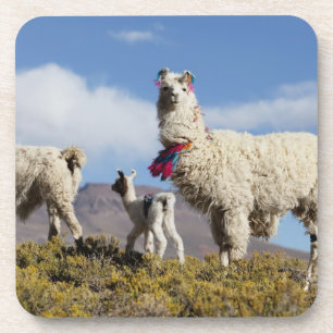 Decorated lama herd in the Puna, Andes mountains 3 Coaster