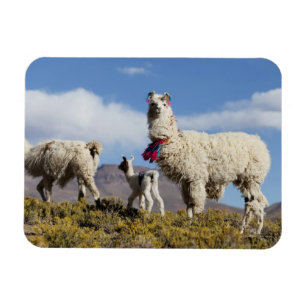 Decorated lama herd in the Puna, Andes mountains 3 Magnet