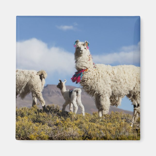 Decorated lama herd in the Puna, Andes mountains 3 Magnet (Front)