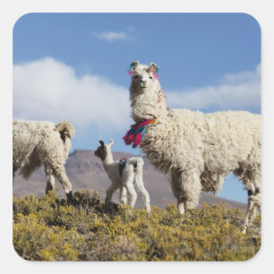 Decorated lama herd in the Puna, Andes mountains 3 Square Sticker
