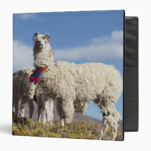 Decorated lama herd in the Puna, Andes mountains Binder