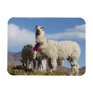 Decorated lama herd in the Puna, Andes mountains Magnet