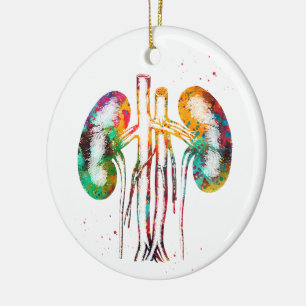 Décoration En Céramique Anatomie des reins