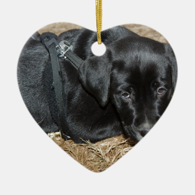 Décoration En Céramique Angus (Devant)