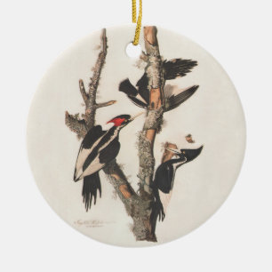 Décoration En Céramique Audubon Ivory-Billed