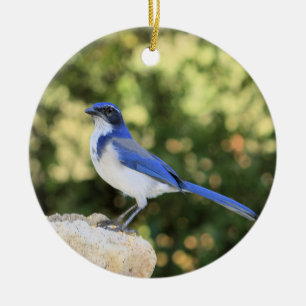 Décoration En Céramique California Scrub Jay