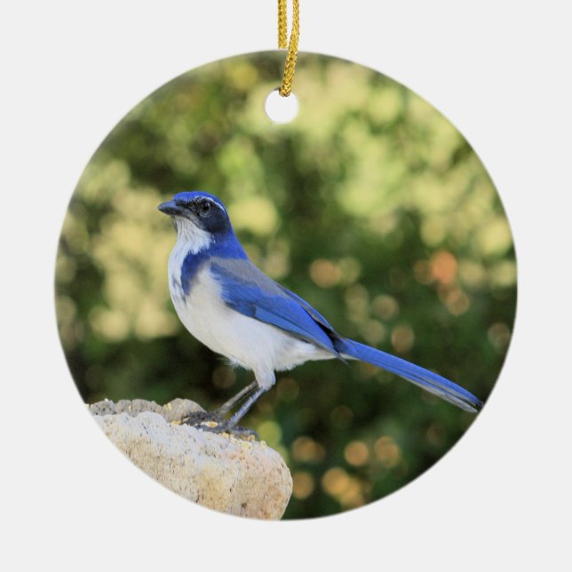 Décoration En Céramique California Scrub Jay (Devant)