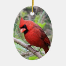 Cardinal du nord -- Oiseau traditionnel de Noël