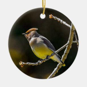 Décoration En Céramique Cèdre cire Songbird Photo originale Oiseau sauvage