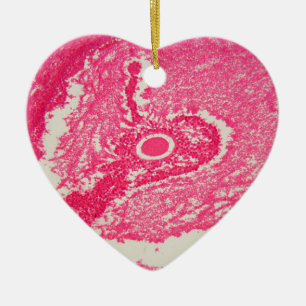 Décoration En Céramique Cellules d'ovaire sous le microscope