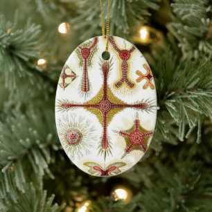 Décoration En Céramique Chamomile sauvage par Ernst Haeckel, Nature Vintag