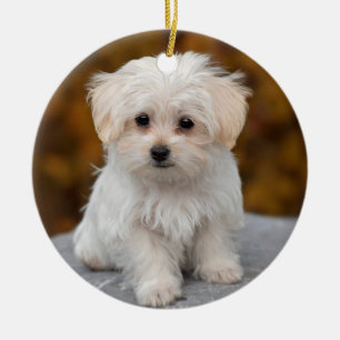 Décoration En Céramique Chien chiot maltais blanc bouffant