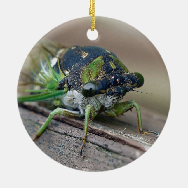 Décoration En Céramique Cicada (Dos)