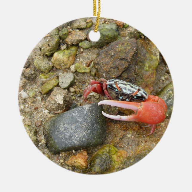 Décoration En Céramique Crabe de Beach Fiddler (Devant)