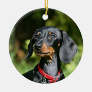 Décoration En Céramique Dachshund miniature à poil lisse 3