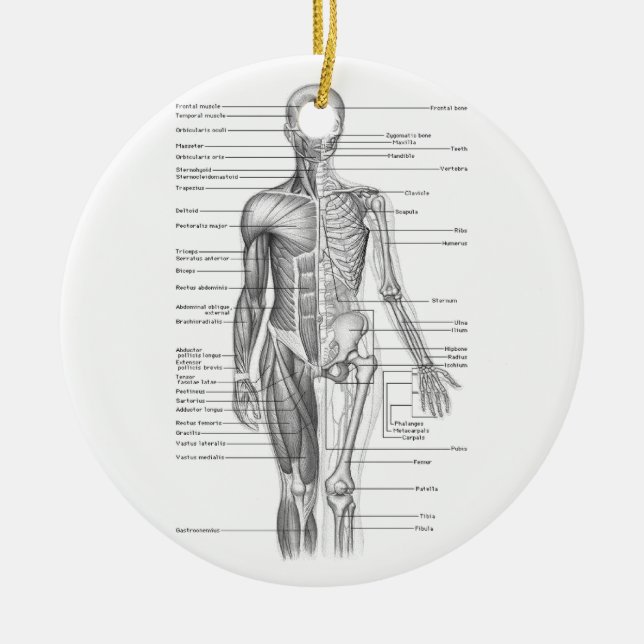 Décoration En Céramique Diagramme humain d'anatomie (Devant)