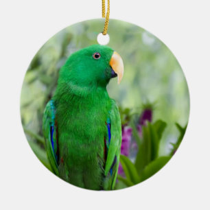 Décoration En Céramique Eclectus Parrot Homme