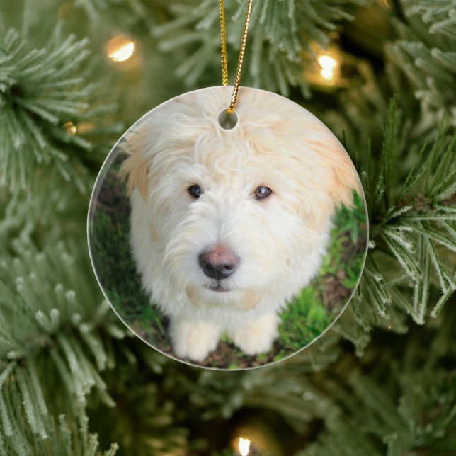 Décoration En Céramique Goldendoodle Puppy regarde l'appareil photo (Arbre)