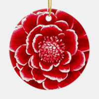 Grande fleur de dahlia rouge et blanc