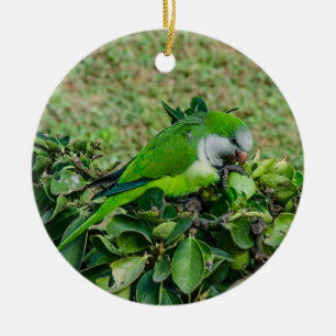 Décoration En Céramique Green parrot