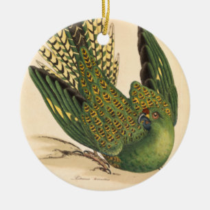 Décoration En Céramique James Sowerby Parrot terrestre, Psittacus terrestr