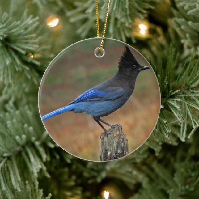 Décoration En Céramique Jay de Steller (Cyanocitta stelleri) (Arbre)
