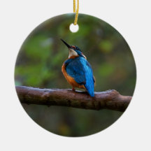 Kingfisher sur une succursale