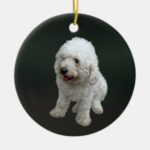 Décoration En Céramique Maltipoo Puppy