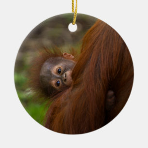 Décoration En Céramique Orangutan Baby Avoir Un Jeu
