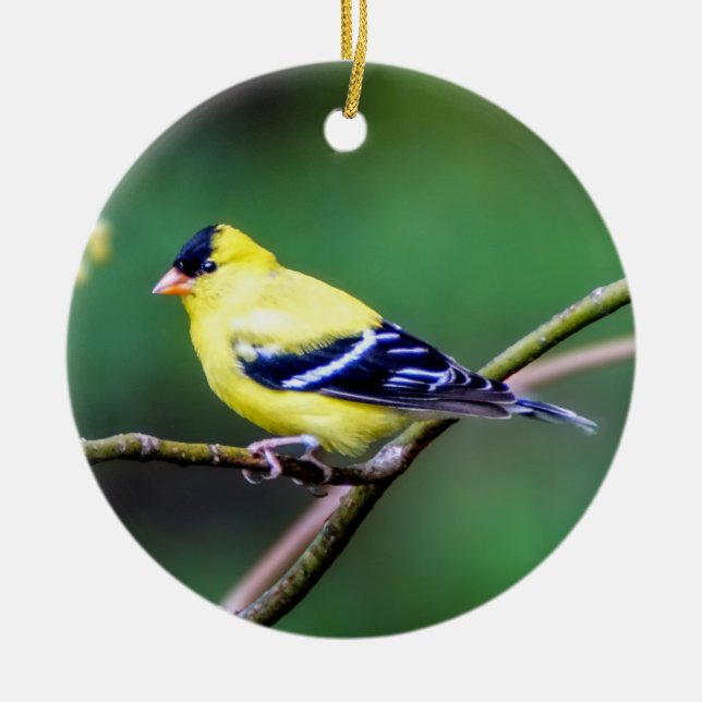 Décoration En Céramique Ornament américain Goldfinch (Devant)